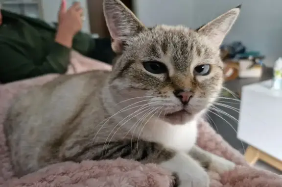 Animaux perdus , photo: Chatte perdue à Fouesnant, type siamois