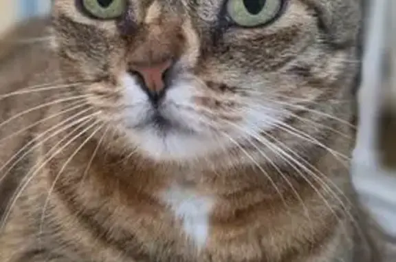 Chat perdu, Rognac, photo: Chatte perdue, petite, gros ventre, Rognac