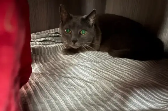 Chat perdu, Chamalières, photo: Chat gris perdu, yeux jaunes, Chamalières