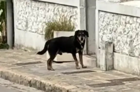 Chien noir et marron errant à Valenciennes - photo