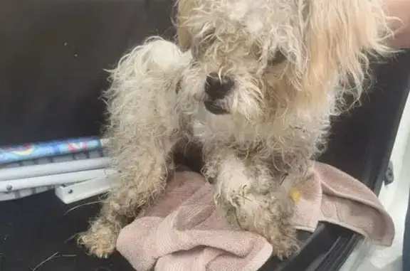 Lost and found pets New Braunfels, photo: Found: Female White Maltese in New Braunfels