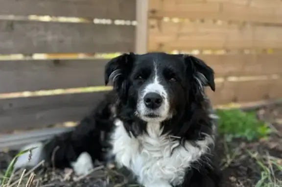 Lost: Lilly, Black & White Dog, Quinte West