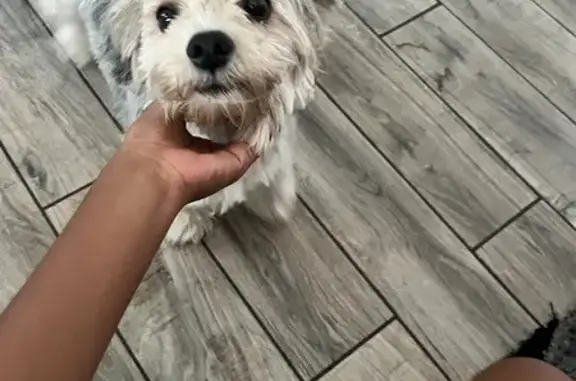 Lost Small Dog: White/Grey, Normandy Blvd