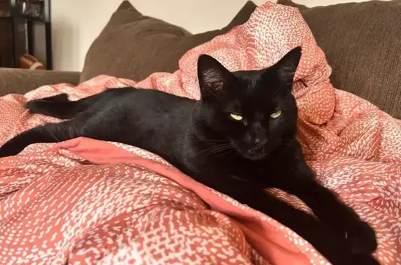 Lost Black Cat on W. Washington St.