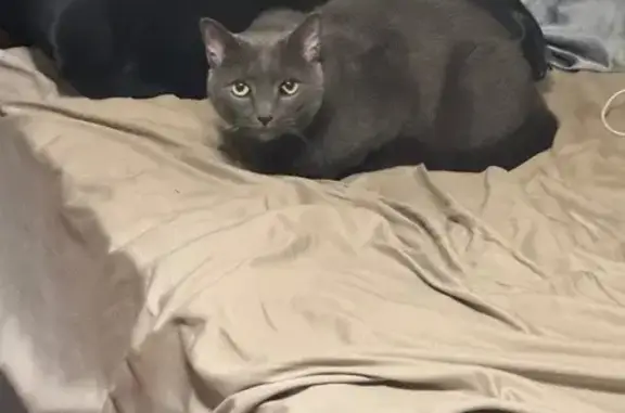 Friendly Chunky Cat Lost on Burbank St
