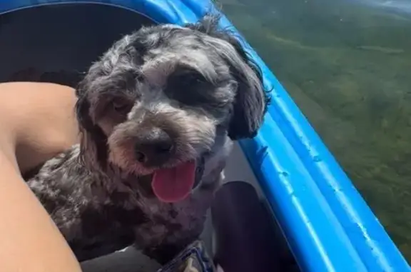 Lost Shih-Poo: Friendly but Skittish