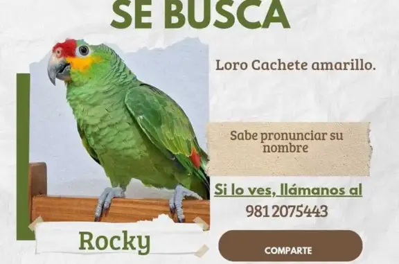 Es un lorito cachete amarillo el pronuncia su nombre es Rocky,y también canta la cucaracha y no canta cuando está asustado