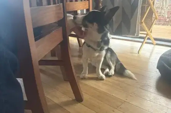 Lost Dog: Siroo's Collar Found in Launceston