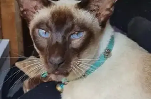 Lost pets , photo: Missing: 8-Year-Old Siamese Cat, Inner West