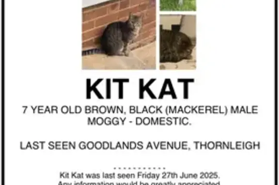 Lost pets Sydney, photo: Lost Cat Kit Kat: Missing in Sydney