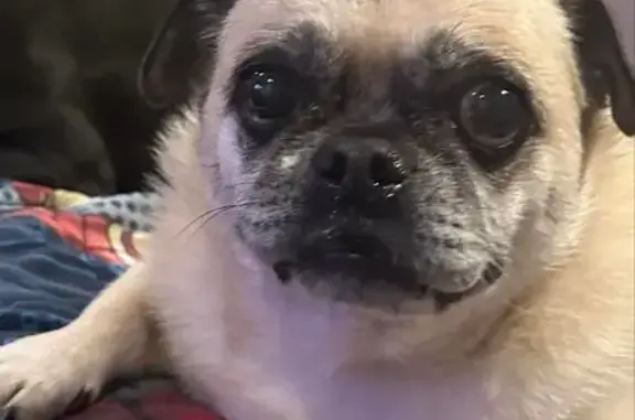 Lost pets , photo: Help Find Pugsie: Lost Tan Pug X Spaniel