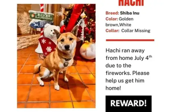 Lost Dog: Golden Brown & White in Tucson