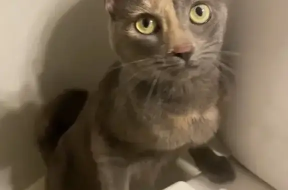 Found pets Columbus, photo: Found Cat in Auden Ave Stairwell