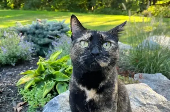 Lost Tortoiseshell Cat: Penny in Athol