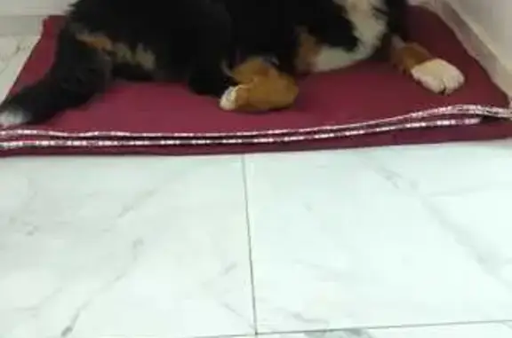 Lost pets Mosman, photo: Lost 3-Legged Bernese in Mosman