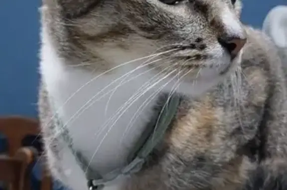 Gatita Perdida: Sal y Pimienta...