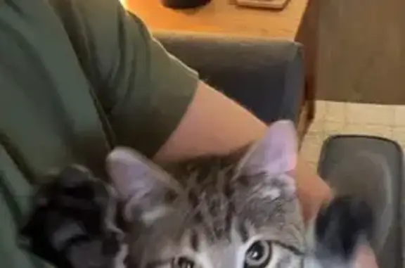 Lost Cat: Shy with Unique Markings
