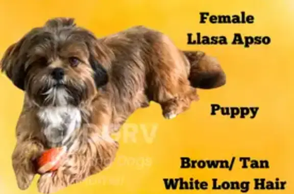 Missing dog , photo: Lost Lhasa Apso on Brown Road, Voluntown