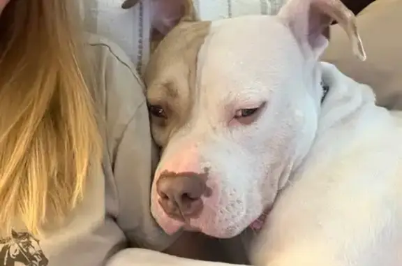 Lost White Pitbull Mix in Saint Helena