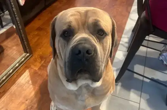 Lost Cane Corso: Tan, 150 lbs, Hornsby
