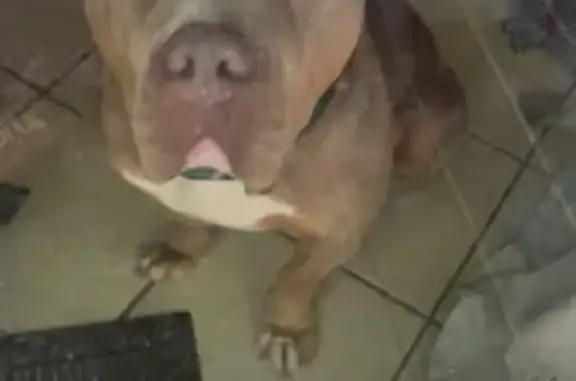 Help Find Our Beloved XXL Bullies!