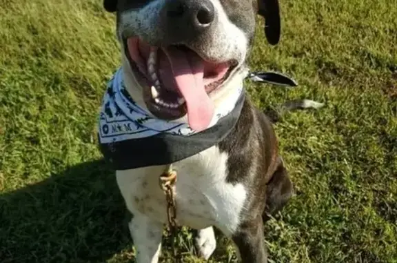 Missing Dog: Brown & White in Camden