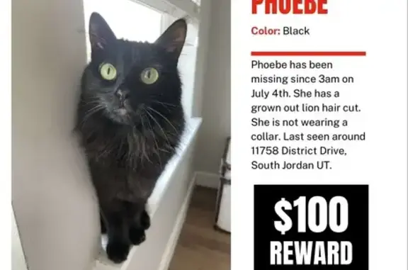 Lost Black Cat Phoebe: Help Find Her!