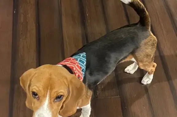 Lost pets Winter Garden, photo: Lost Tri-Color Beagle in Winter Garden