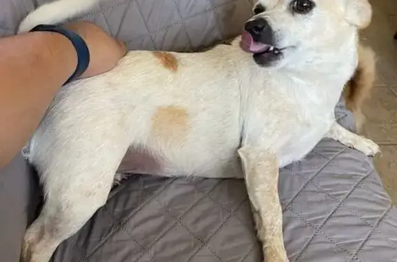 Lost Dog: 'Bearbear Chiquita' Missing!