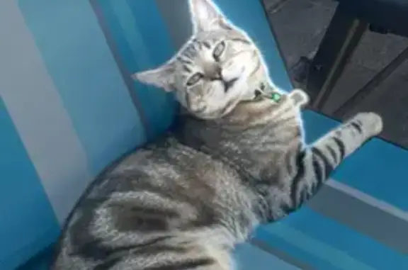 Lost Cat: Green Collar, 67th St, NY