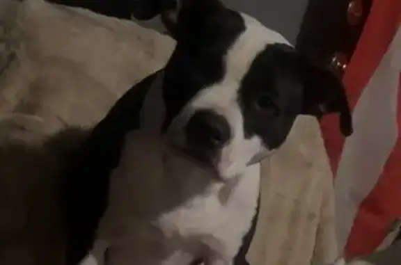 Lost Dog Chasing Mouse on 10-Acre Farm