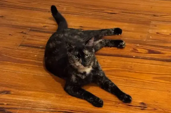 Lost pets Awendaw, photo: Lost Tortoiseshell Cat in Awendaw