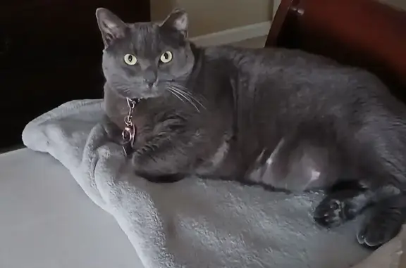 Lost Gray Cat: 17lbs - Gardendale Area