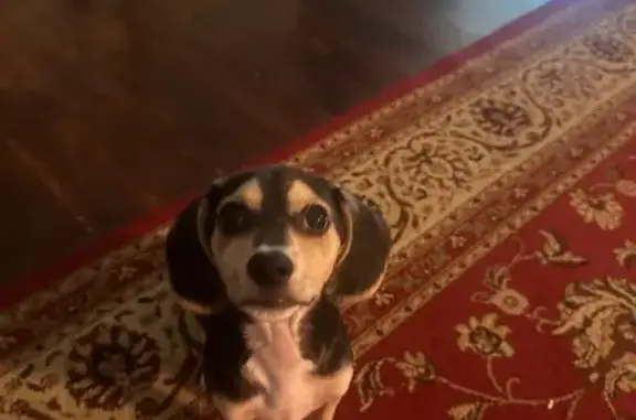 Lost and found pets Chapel Hill, photo: Lost Beagle Daisy: Black & Tan, Chapel Hill