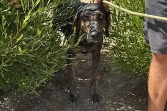 Lost and found pets Queen Creek, photo: Found Dog Near Sossaman & Chandler Heights