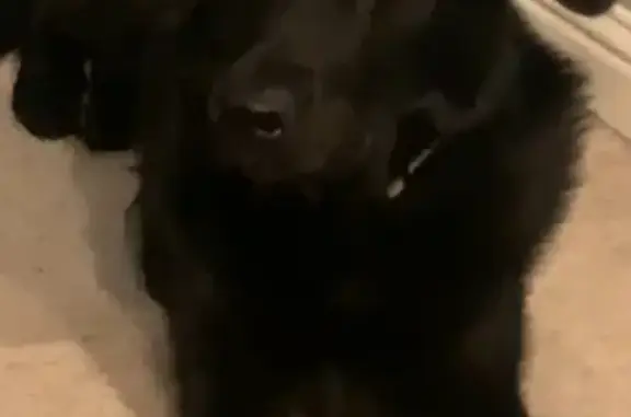 Lost Black GSD: Leatherwood Way, 271