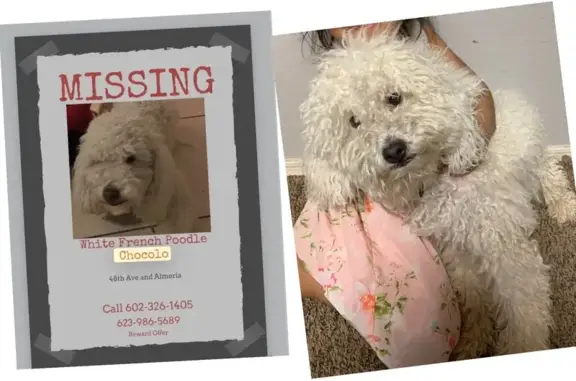 Lost White Poodle: Wart on Back, Phoenix
