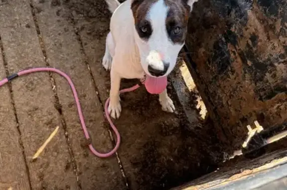 Found dog Vail, photo: Sweet Found Dog: Brown Head, White Body
