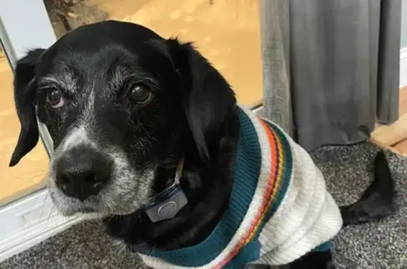 Lost Black Lab Mix: Grand Ave, Plainfield