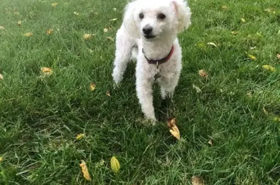 Lost Small White Dog on West Grandville