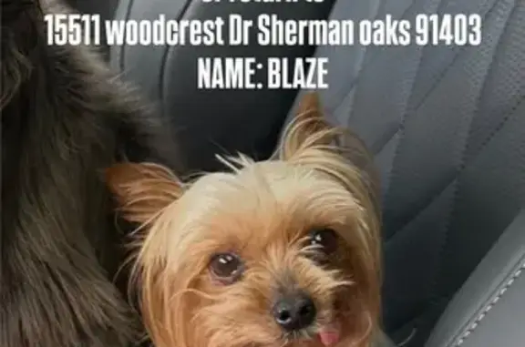 Lost Yorkie: Tiny, Brown & Fragile - LA
