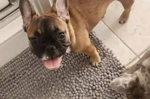 Help Find Chloe: Missing French Bulldog