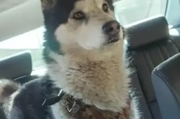 Lost Husky: Black & White, Eugene St, Indy