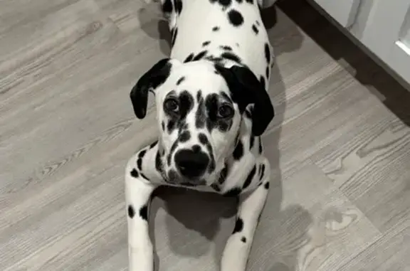 Lost Dog: Pink Collar, San Antonio Area