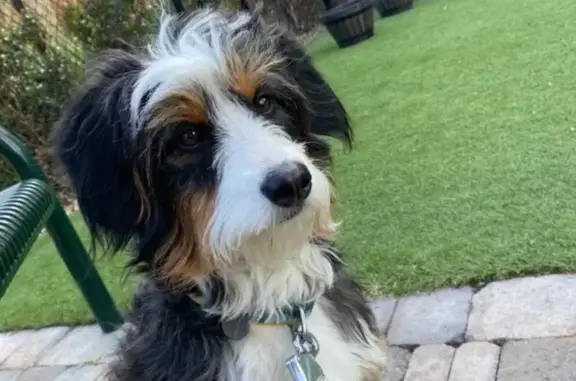 Lost Bernadoodle Maisey in Hayden Area
