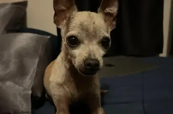 Lost Tiny Tan Dog on N. Brenda Ln, Muncie