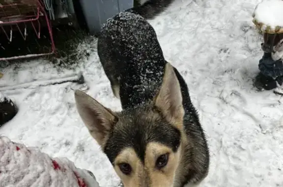 Lost Dog: Friendly Grey & White Pup!