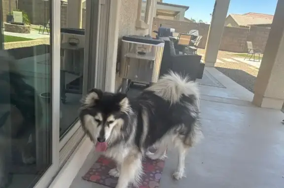 Lost and found pets Arizona City, photo: Found: Sweet Long-Haired Husky in Surprise, AZ