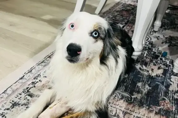 Lost Australian Shepherd: Blue Eyes, San Antonio