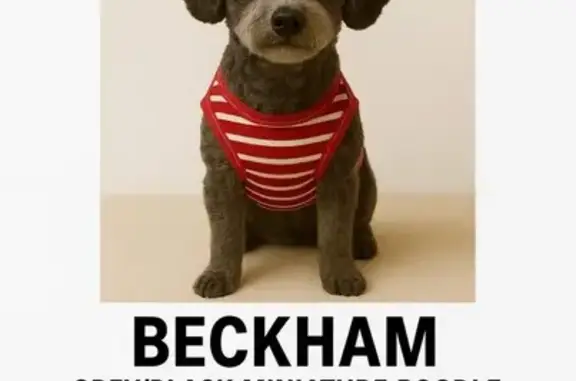 Lost Charcoal Gray Poodle on Hendrix Rd